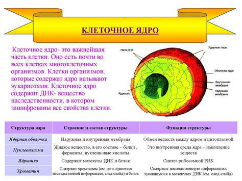 Ядро клетки: основные сведения