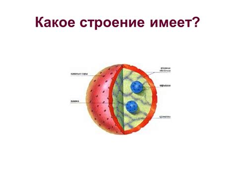 Ядро клетки - главный органоид