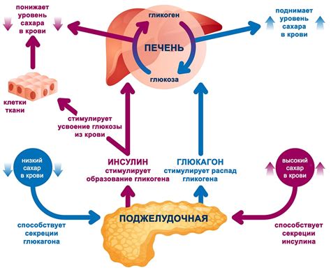 а) Регуляция уровня сахара в крови