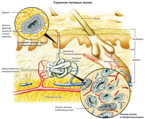 Апокриновые потовые железы 