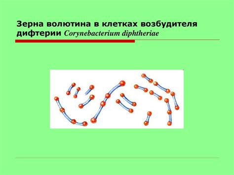  В каких областях применяются зерна волютина? 