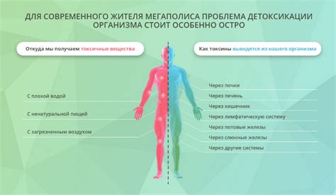  Как выполнить детоксикацию организма в домашних условиях? 