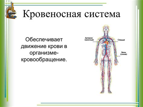  Кто может стать нам ближе, чем кровеносная система?