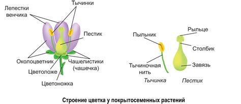  Наличие лепестков и их строение 