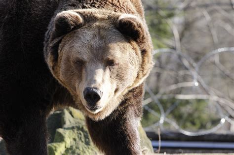  Нарушения в процессе зимней спячки 