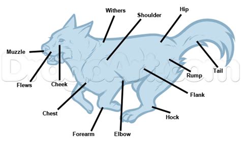  Начертание основных очертаний тела волка 