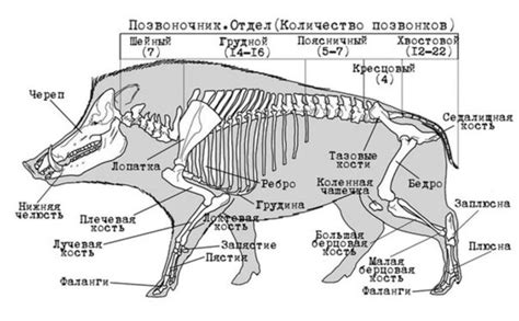  Начертание основных форм кабана 