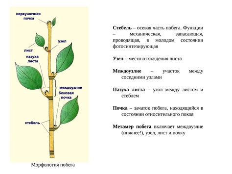  Подрезка стеблей и листьев 