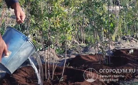  Полив газона перед наступлением холодов 