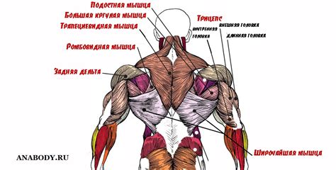  Расположение мышц на спине и их предназначение 