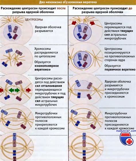  Регуляция и контроль процесса формирования веретена 