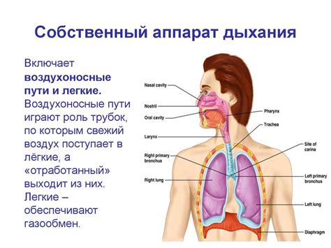  Система дыхания: структура и работа 