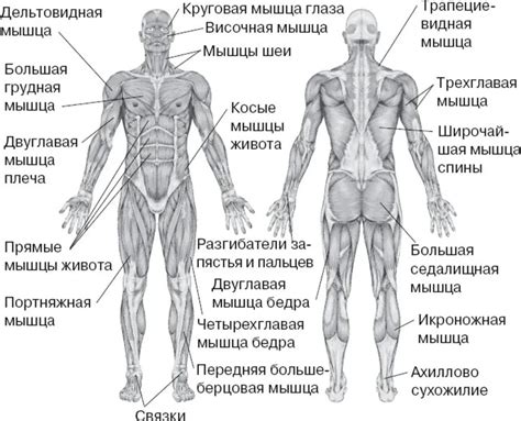  Создаем базовый эскиз скелета и мышц 