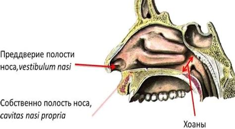  Создайте нос и уши 