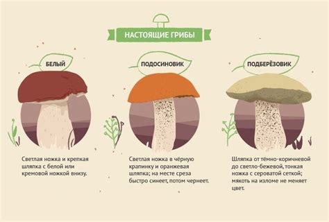  Тесты на ядовитость грибов 