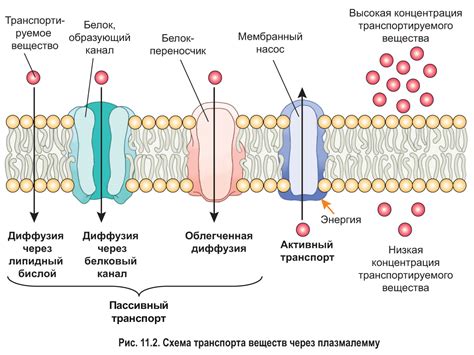  Транспорт через цитоплазматическую мембрану 