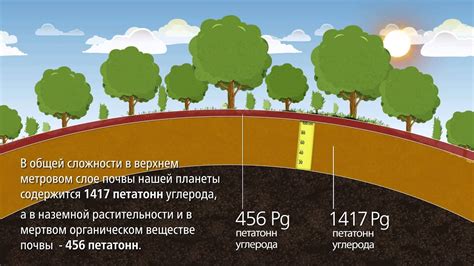  Условия почвы и климата 