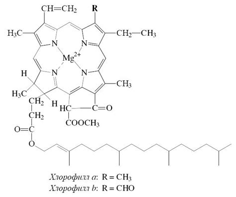  Функции хлорофилла А и хлорофилла Б в растениях 