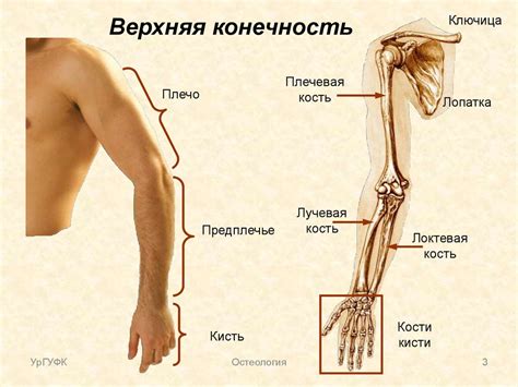  Шаг 2: Прорисовка верхней части руки 