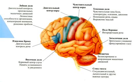 10 способов активизировать головной мозг и улучшить интеллект и память