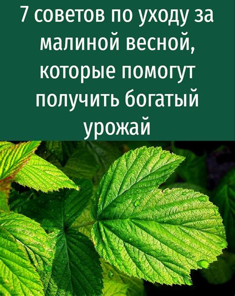 7 важных советов по уходу за черной малиной весной