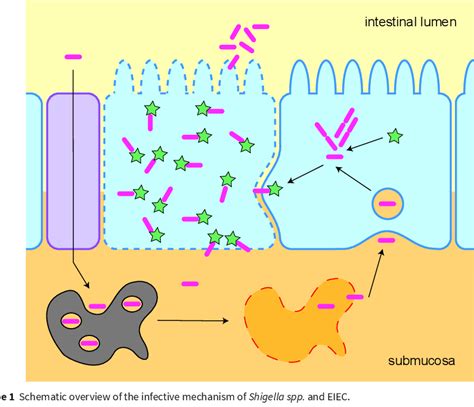 Shigella spp, E. coli, EIEC - опасные бактерии