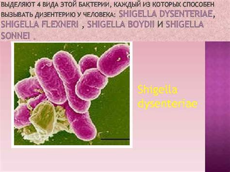 Shigella spp - бактерии, вызывающие дизентерию